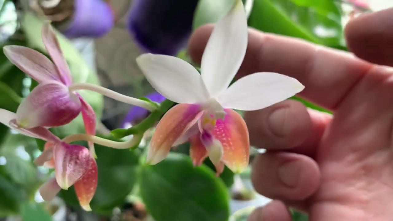 New Orchid blooms