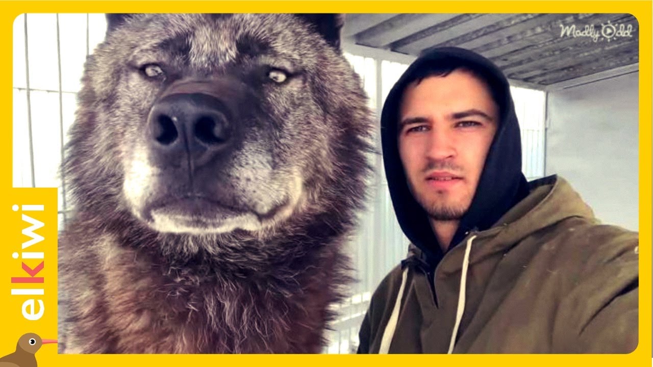 Adopt&oacute; a un lobo y lo trata como a un perro