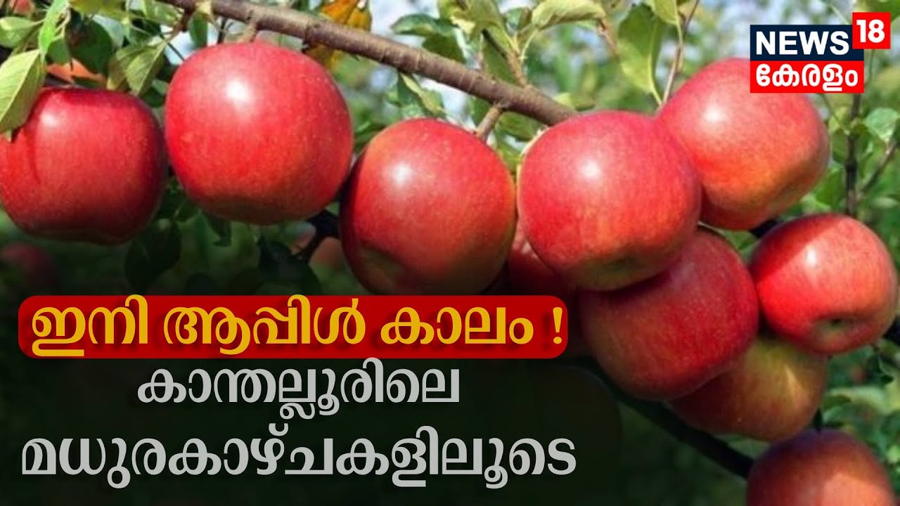 Apple Farming Kerala | ഇനി ആപ്പിൾ കാലം; Kanthaloorലെ മധുരകാഴ്ചകളിലൂടെ | Kanthalloor Farm Tourism