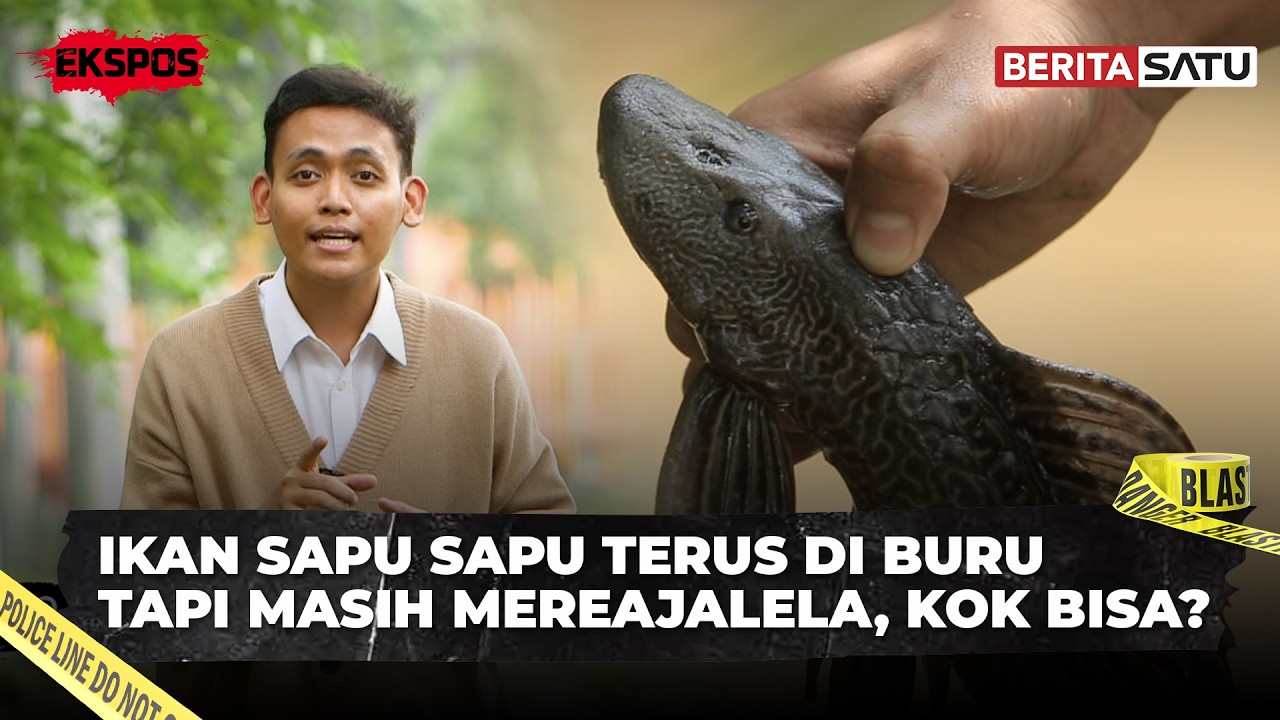 Menyapu Ikan Sapu Sapu | Ekspos #btv