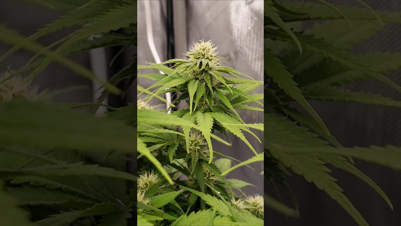 Day 29 Flower - First Ever Grow