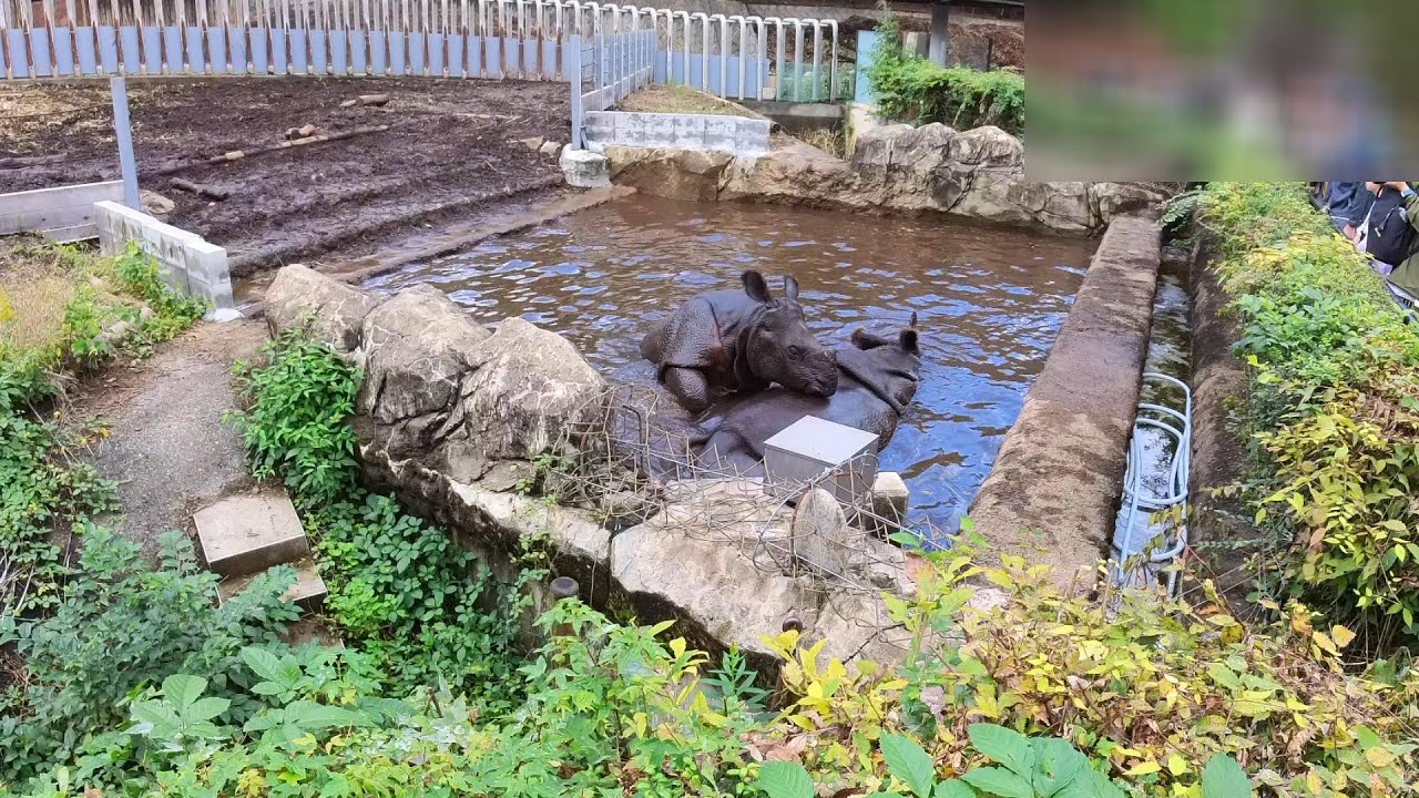 【多摩動物公園｜2025/11/1】背中に乗れなかったインドサイのデコポン｜Greater One-horned Rhino Mother and Calf