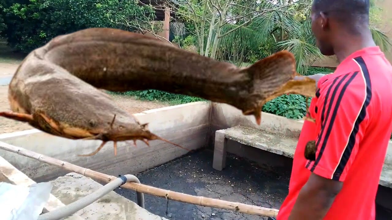 We Feed Our Fishes With Maggots That's Why They Grow So Big