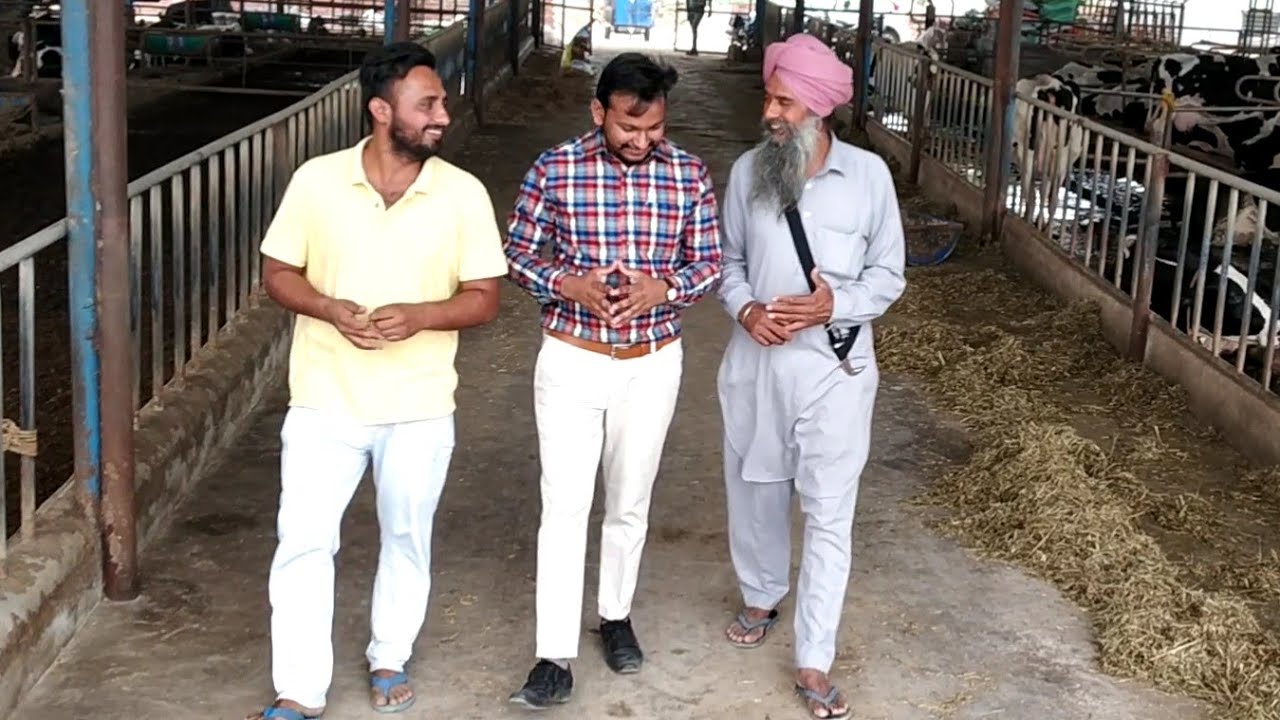 kot shamir sidhu dairy farm (punjab)
