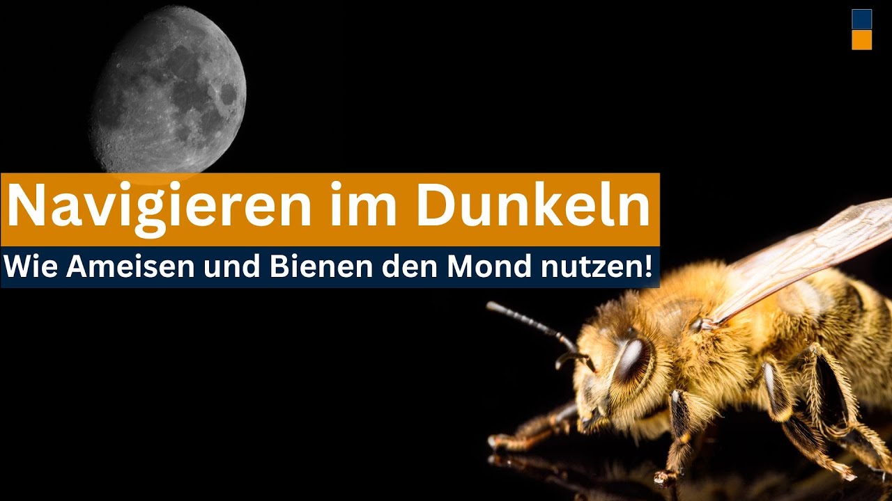 K&ouml;nnen Bienen und Ameisen nachts im Mondlicht navigieren?