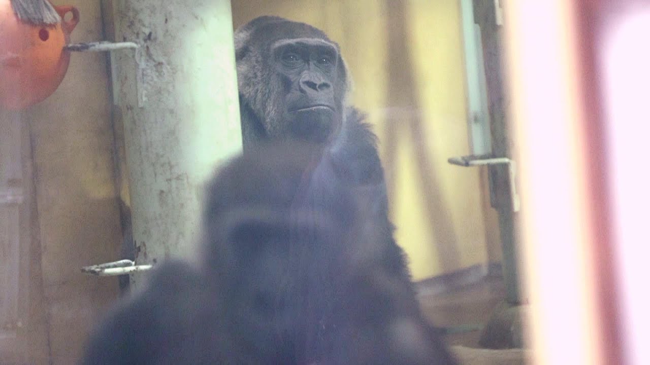 【きょうのゴリラ】静かなゲンキの裏で、キンタロウは全開！その差が可愛い｜京都市動物園｜撮影日2025.11.20