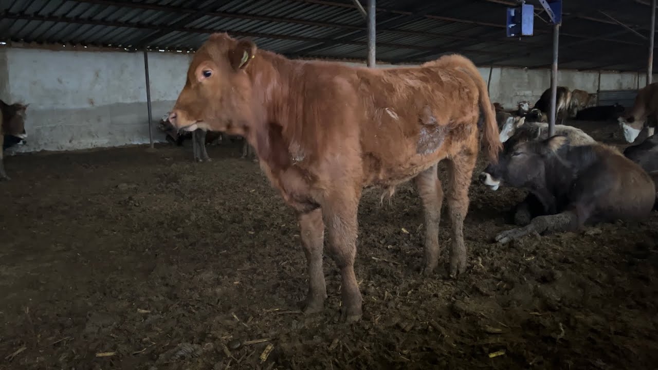 Hayvancılık yapacak herkez bu videoyu izlesin en kar’lı ve en ekonomik hayvancılık nasıl yapılır?