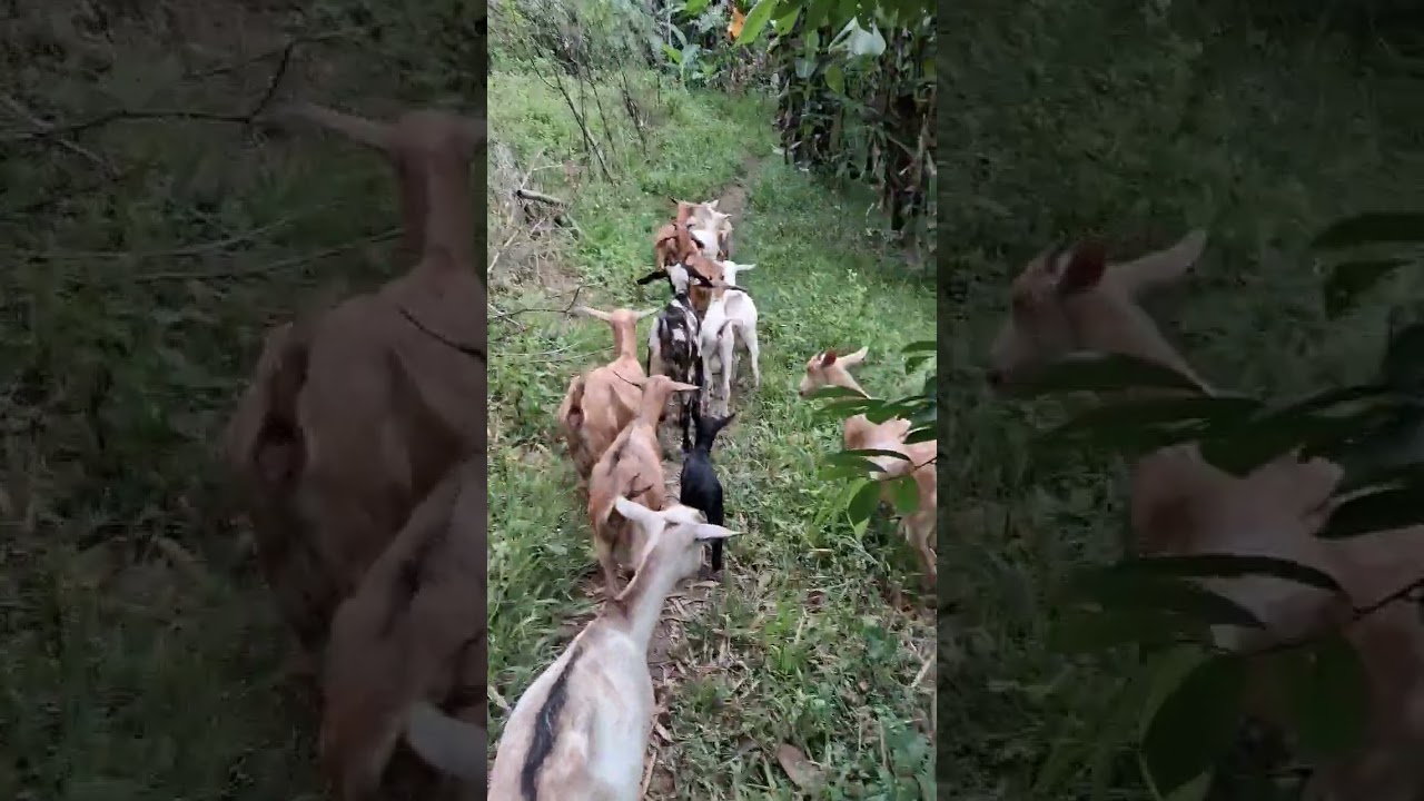 Pakaining mabuti ang mga Alaga para laging Healthy..🐐🐄♥️