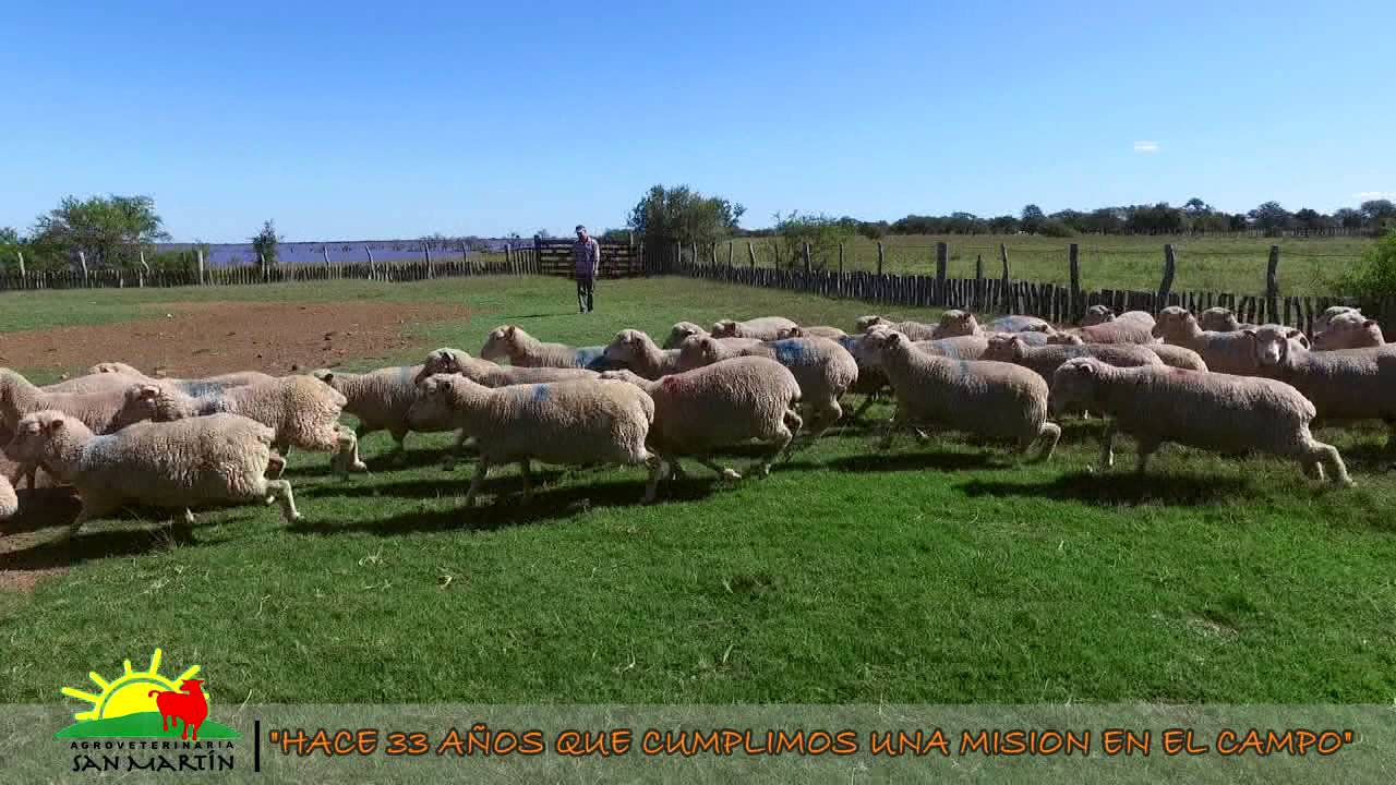 Agroveterinaria San Mart&iacute;n, Cruz&uacute; Cuati&aacute;- Corrientes