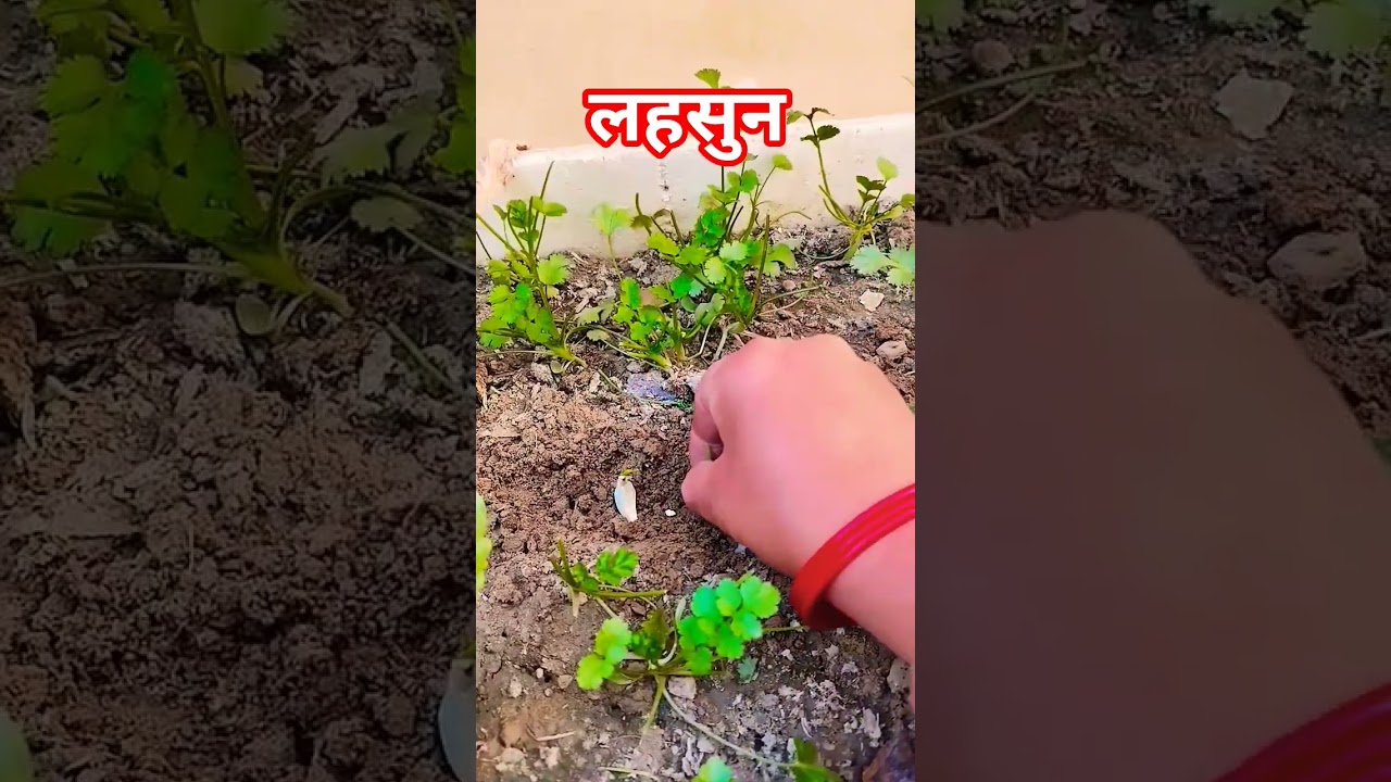 लहसुन grow in home 🏡🪴