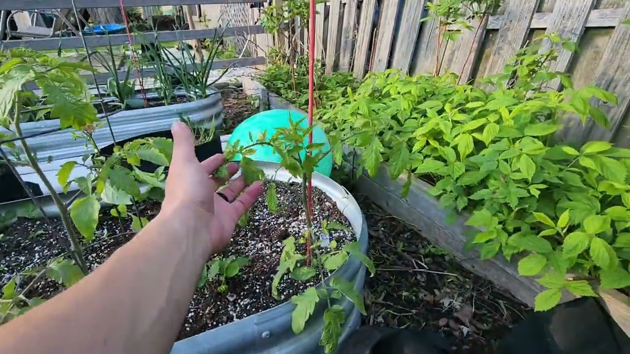 Garden Update May 2025