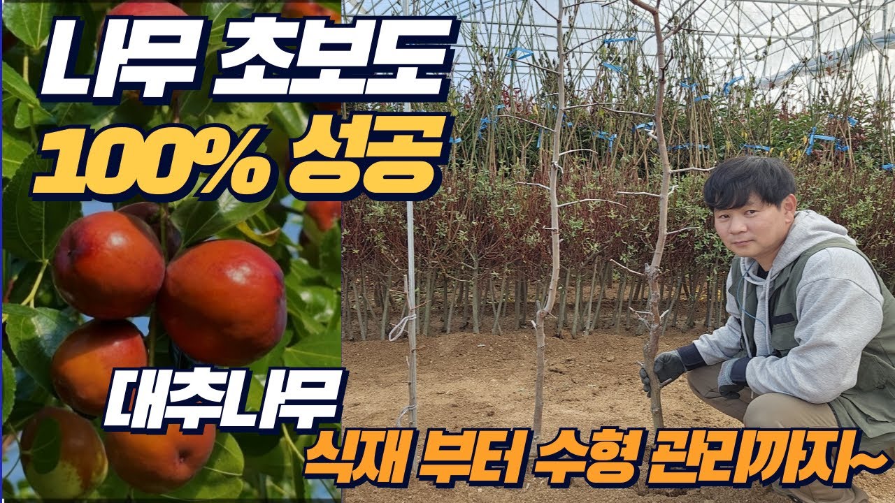 대추나무 잘 심고 잘 키우는 법 어렵지 않습니다.