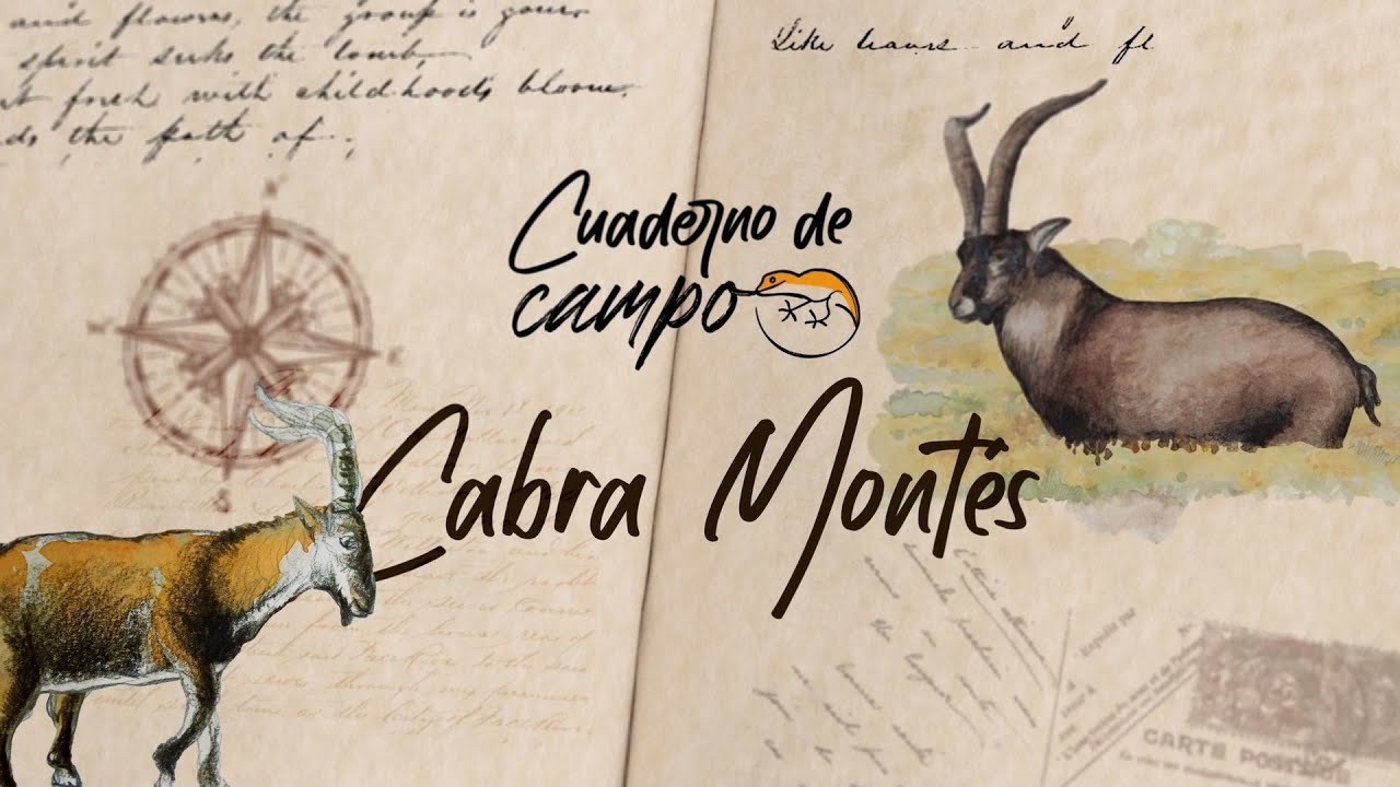 Cabra Montés - Cuaderno de campo | La2