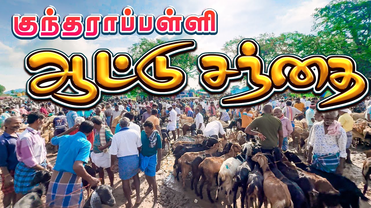 Cheapest Goat Market in Tamilnadu | குந்ததாரப்பள்ளி ஆட்டு சந்தை  