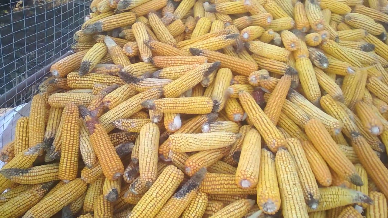 Сравнение гибридов кукурузы.