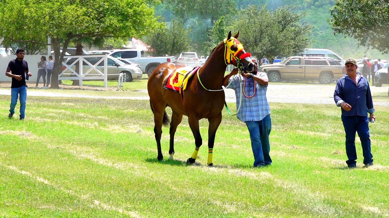 Pepito vs Daime 200 yardas