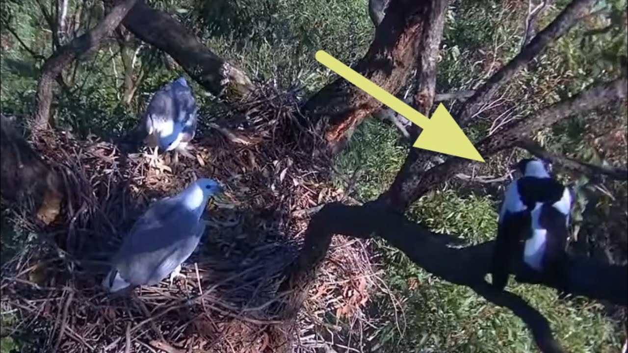 Currawong attack on eagle parents |  Sea-EagleCAM | Aug 17, 2025