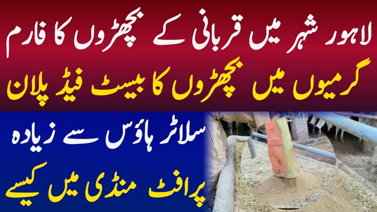 Cattle 🐄 farming in qurbni 2025 ka business paln