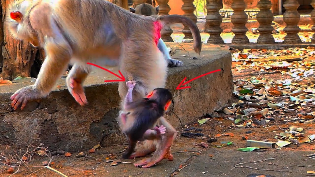 Ooh nno! Monkey baby holds on the mother's leg while  monkey mum walking away