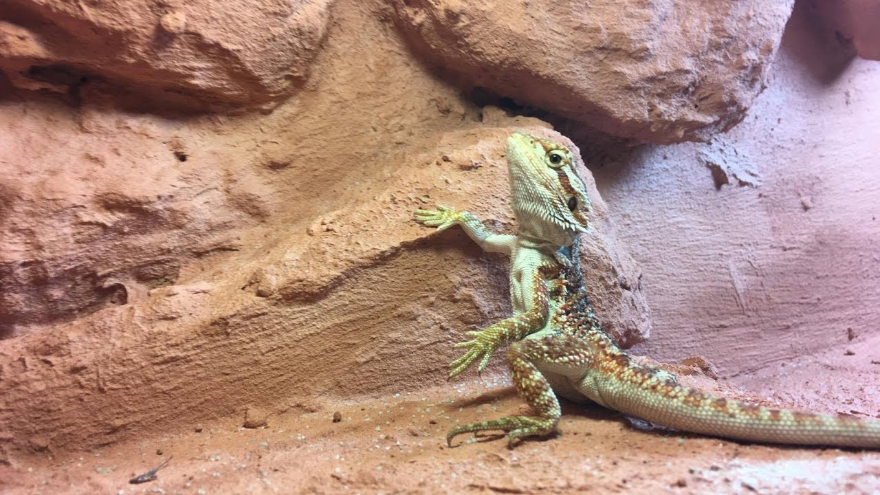 Terrarysta.pl | Agama brodata | Karmienie