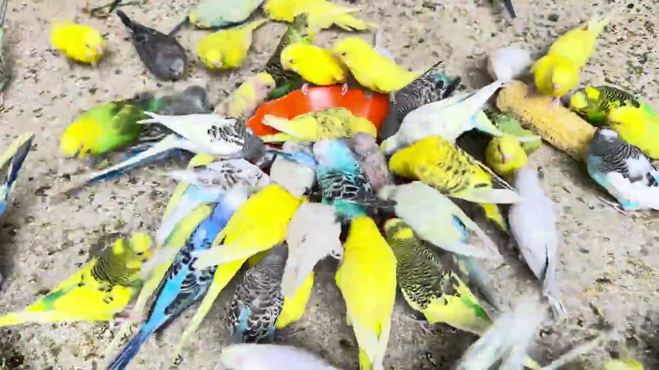 “This Budgie Made My Day Instantly “The Cutest Budgie Moment on YouTube?”🐦‍🔥🐤