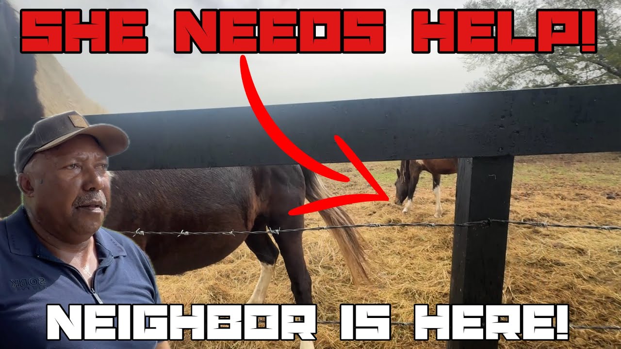 Treating The Neighbors Horse 