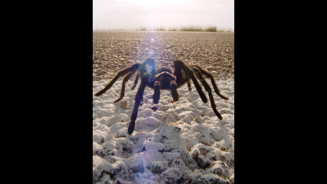 Tarantula Mating Can Be Risky Business | Deep Look #Shorts