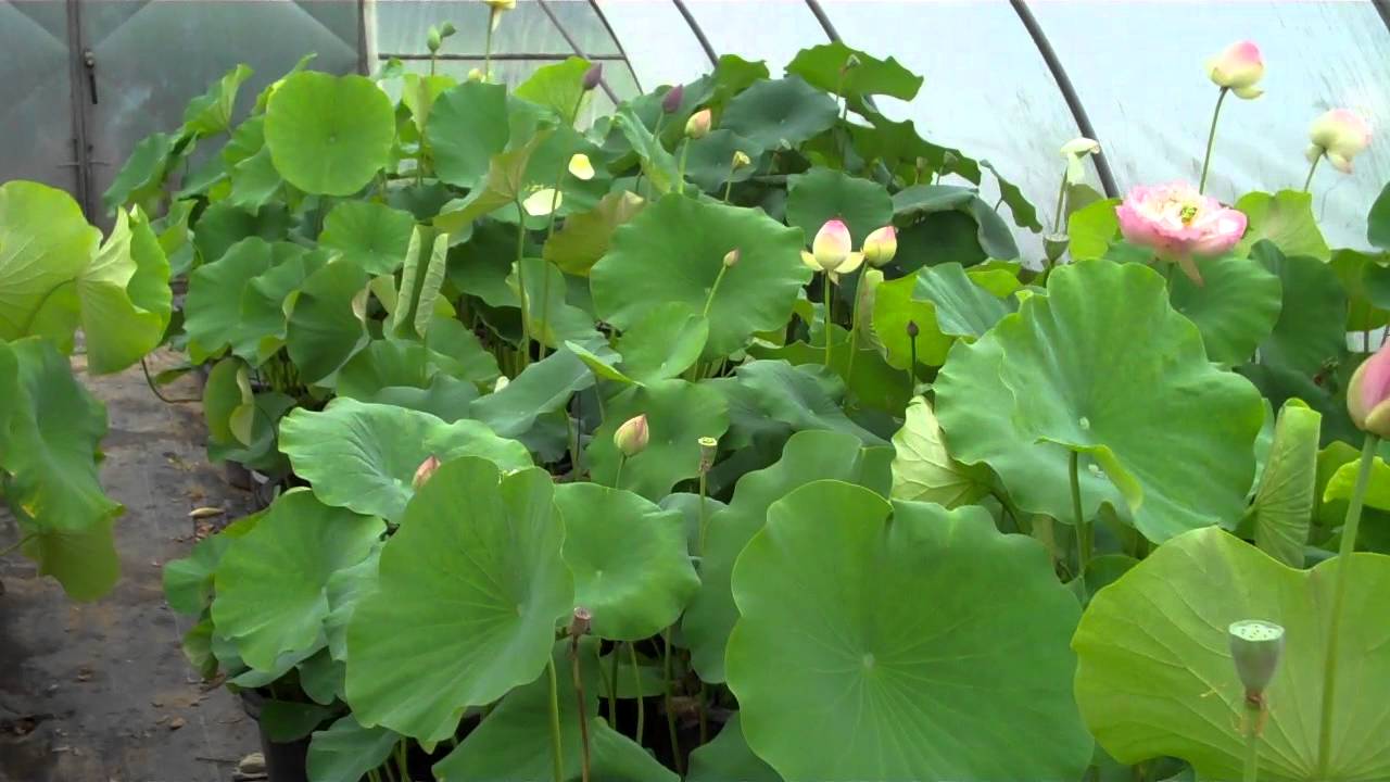 Lotos in unserer Gärtnerei / Lotus in our nursery / www.lotusland.de
