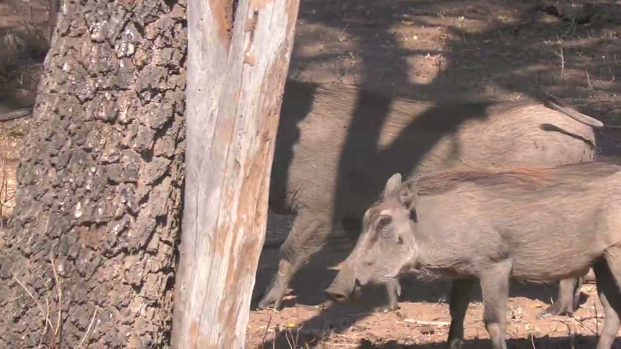 Kruger National Park: Warthog Family