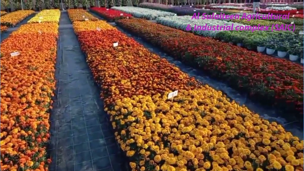 Al Sulaiteen Agricultural & Industrial complex SAIC, UMM SALAL ALI, DOHA, QATAR # Beautiful form