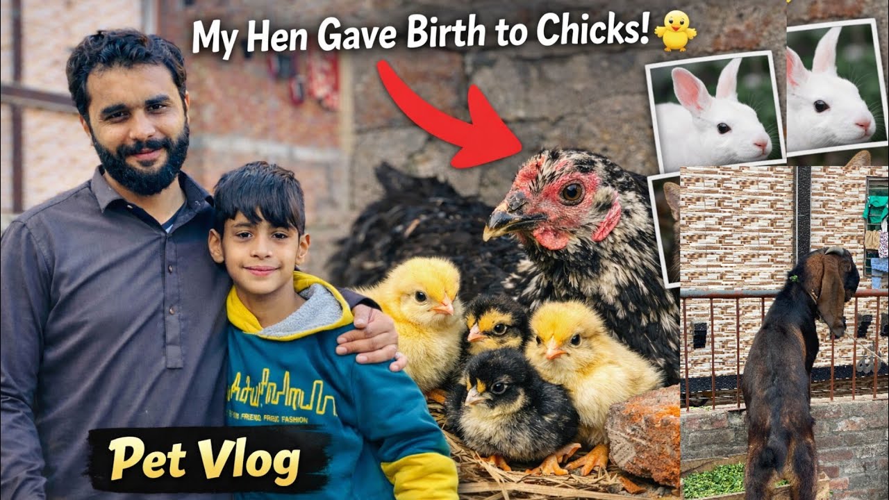 Aaj murge NY bacha Nikal daye 🥚 new  Pet vlogs 