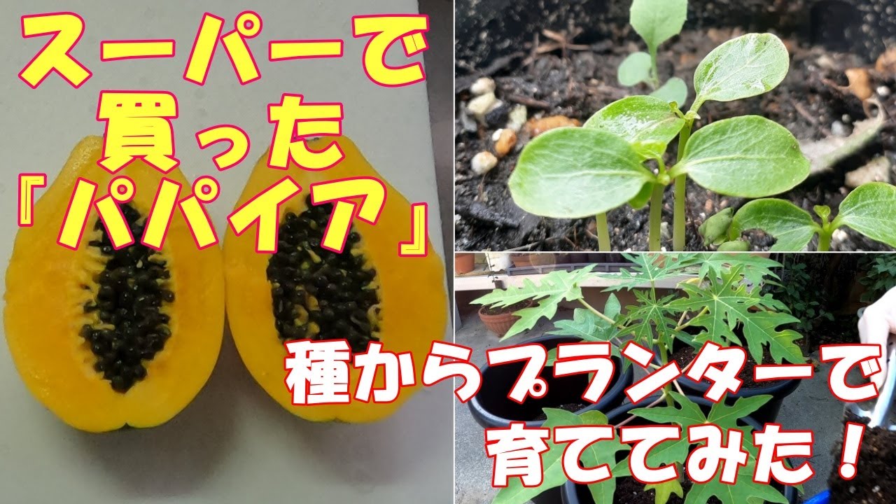 『パパイア』種から発芽して、虫食いに悩まされましたが、無事に大きく育っています。