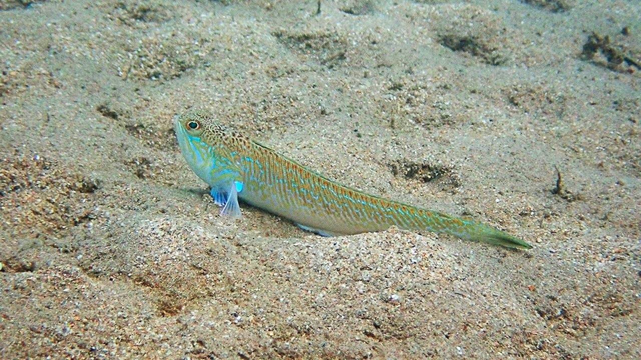 Pez Araña (Trachinus draco), en el mar de Canarias