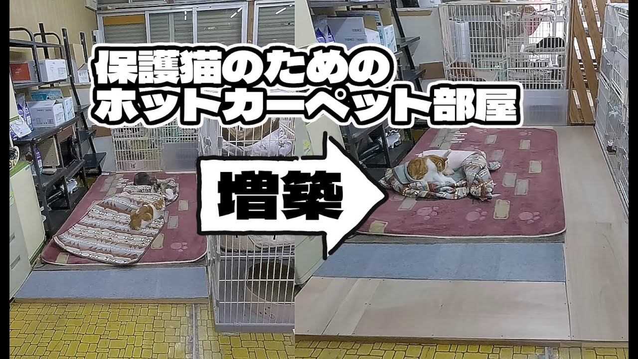 保護猫のためのホットカーペットルーム増築しました！