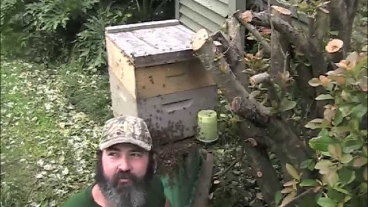 Massive Honey Bee Swarm! (Live Bee Rescue)