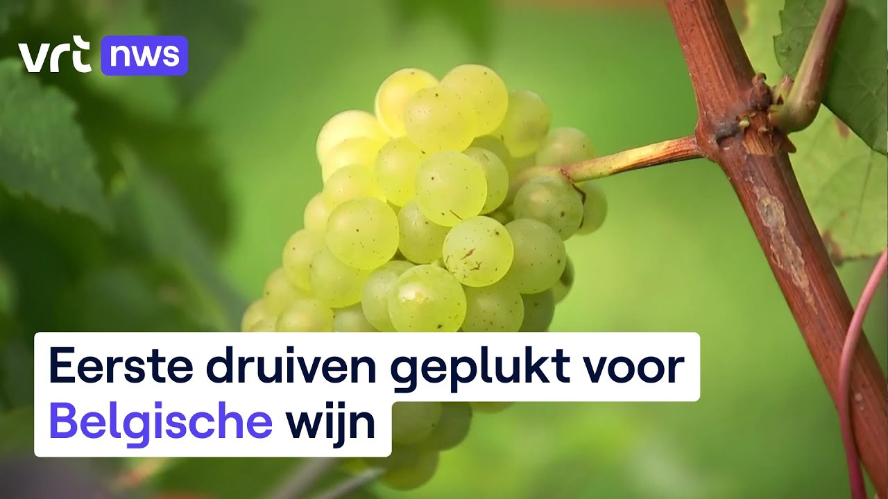 Druivenpluk voor Belgische wijn begonnen: “Kwakkelweer was in ons voordeel”