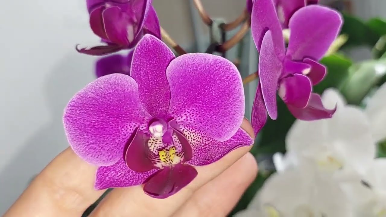 ОРХІДЕЇ огляд Січень 2026 (1) 🌸 Phalaenopsis