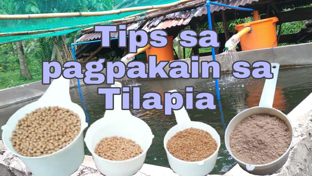 PAKAIN MULA FINGERLINGS TO HARVEST TIME