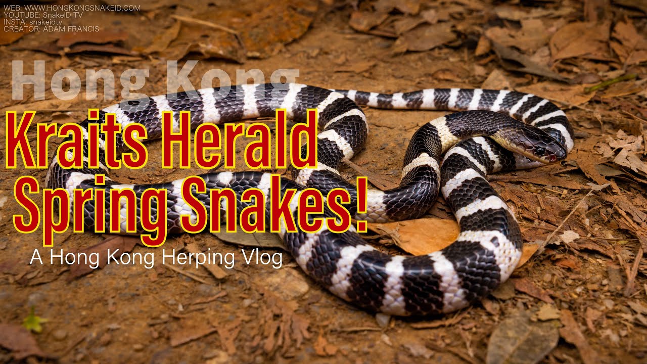 Many Banded Krait's Herald Spring! - 2021 Vlog 03