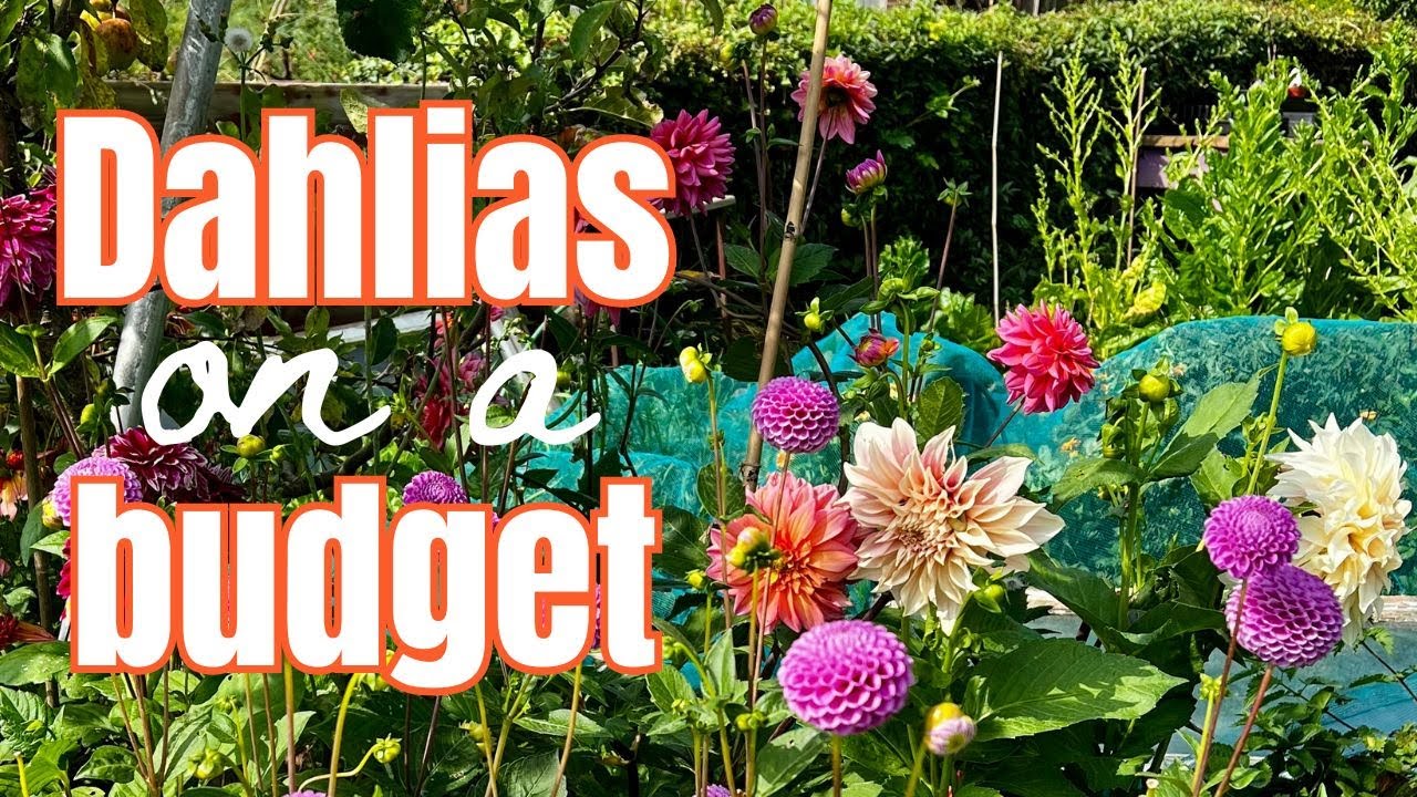 How To Grow Dahlias From Tubers & Seeds