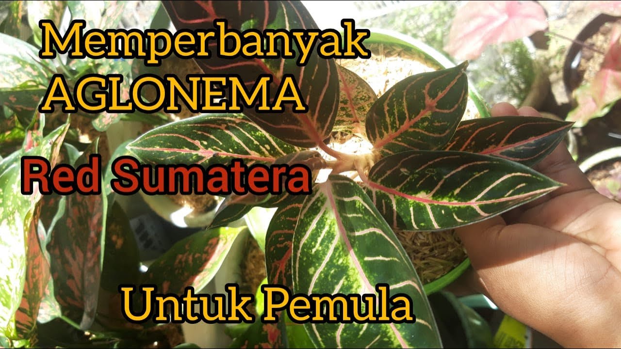 #redsumatera