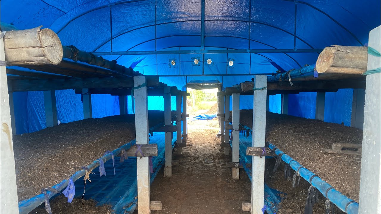 ความสำคัญของขนาดโรงเพาะเห็ดฟาง