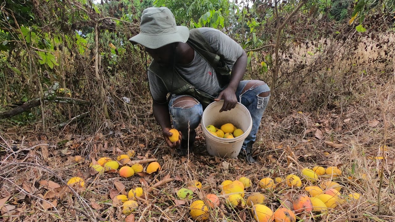 🇯🇲 JAMAICA MANGO /STRINGY MANGO NUMBER 11 / GARDEN GATE & BLACK MANGO. UNEXPECTED GUESTS ON THE FARM