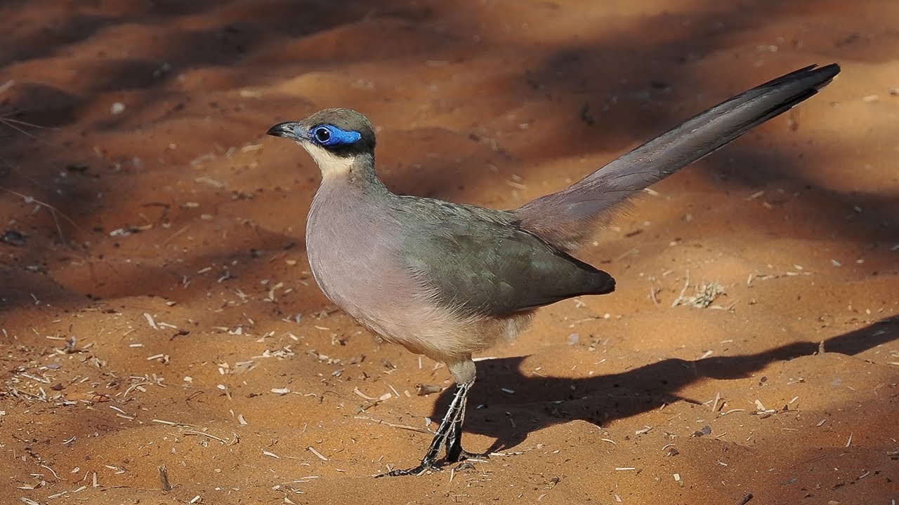 Madagascar amazing and unique.Third Part: Birds