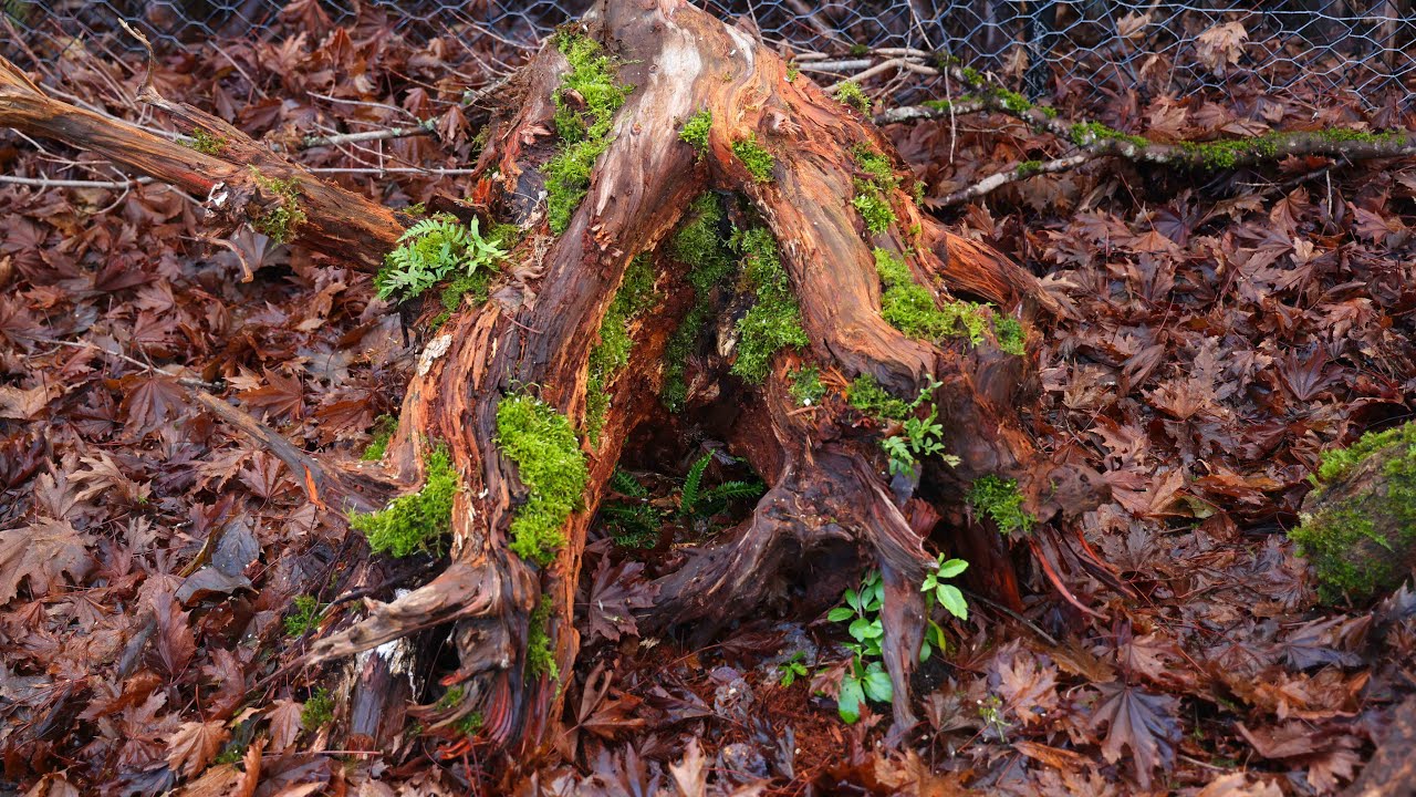 Adding Moss & Spring Bulbs to the Stumpery Garden