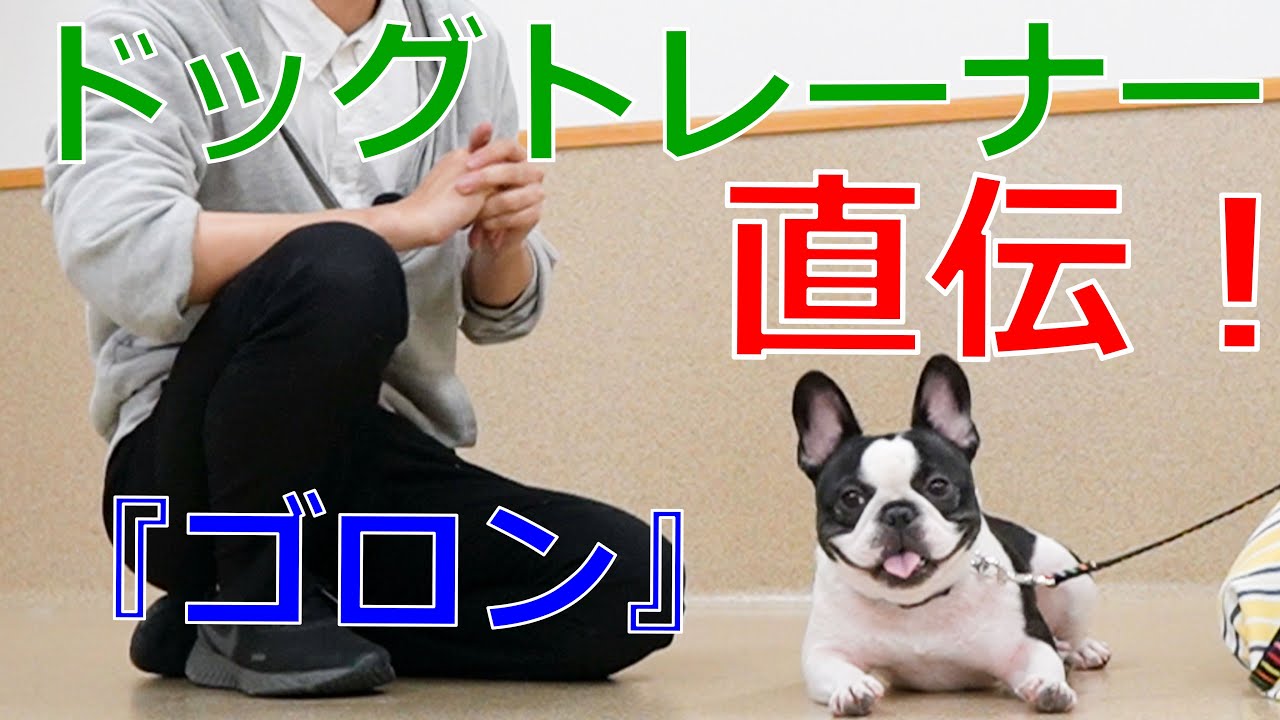 【しつけ解説】ドッグトレーナーさんから学ぶゴロン！ペットタレント事務所『アニマルプロ』監修