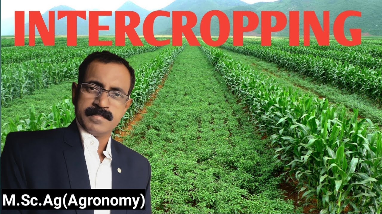 INTERCROPPING
