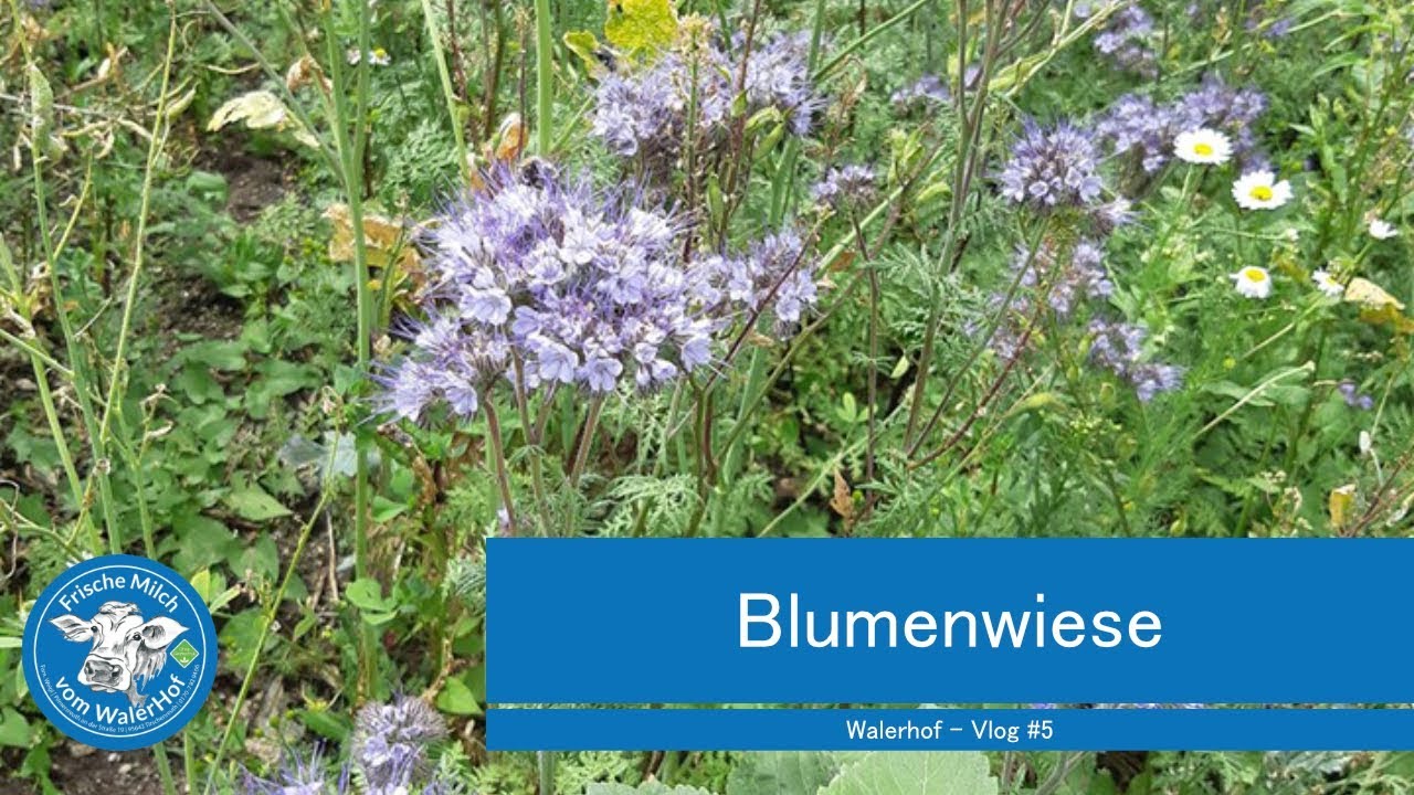 Blumenwiese - Vlog #5