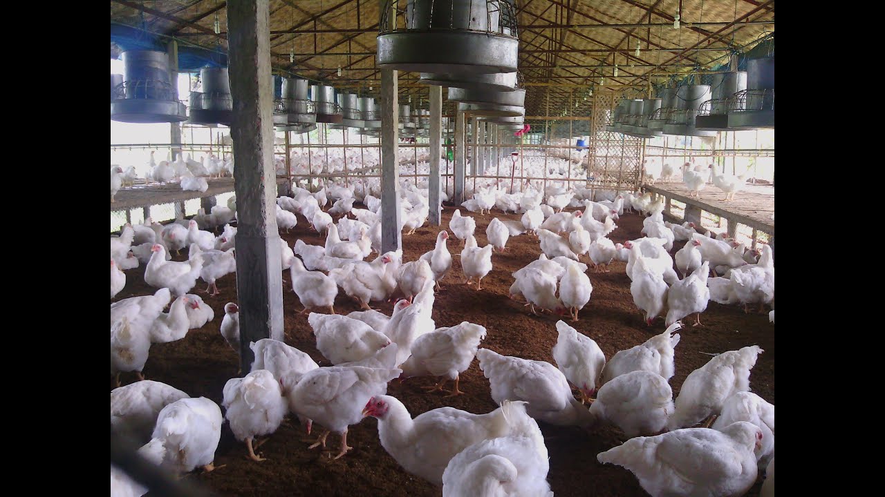 How to start poultry farm, Minimum Ventilation