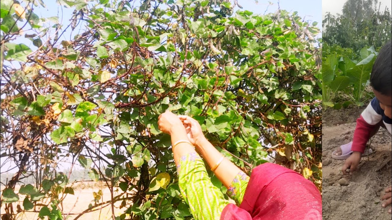 গ্রামের বাড়িতে গিয়ে সবাই মিলে অনেকধরনের সবজি তুললাম #Arabi's Vlog 